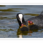 Foulque macroule (Fulica atra - Eurasian Coot)