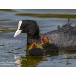 Foulque macroule (Fulica atra - Eurasian Coot)