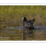 Foulque macroule (Fulica atra - Eurasian Coot) au bain.