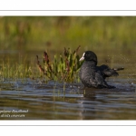 Foulque macroule (Fulica atra - Eurasian Coot) au bain.