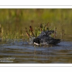 Foulque macroule (Fulica atra - Eurasian Coot) au bain.