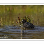 Foulque macroule (Fulica atra - Eurasian Coot) au bain.