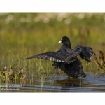 Foulque macroule (Fulica atra - Eurasian Coot) au bain.