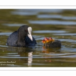 Foulque macroule (Fulica atra - Eurasian Coot)