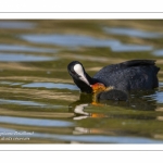 Foulque macroule (Fulica atra - Eurasian Coot)