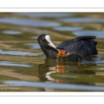 Foulque macroule (Fulica atra - Eurasian Coot)