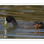 Foulque macroule (Fulica atra - Eurasian Coot)