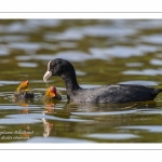 Foulque macroule (Fulica atra - Eurasian Coot)