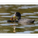 Foulque macroule (Fulica atra - Eurasian Coot)