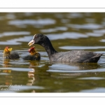 Foulque macroule (Fulica atra - Eurasian Coot)