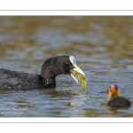 Foulque macroule (Fulica atra - Eurasian Coot)