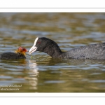 Foulque macroule (Fulica atra - Eurasian Coot)