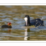 Foulque macroule (Fulica atra - Eurasian Coot)