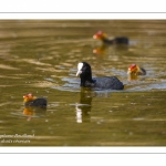 Foulque macroule (Fulica atra - Eurasian Coot)