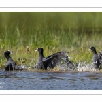 Bagarre entre Foulque macroule (Fulica atra - Eurasian Coot)