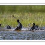 Bagarre entre Foulque macroule (Fulica atra - Eurasian Coot)