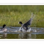 Bagarre entre Foulque macroule (Fulica atra - Eurasian Coot)