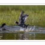 Bagarre entre Foulque macroule (Fulica atra - Eurasian Coot)