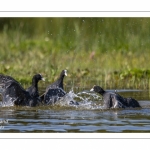 Bagarre entre Foulque macroule (Fulica atra - Eurasian Coot)