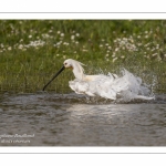 Spatule blanche (Platalea leucorodia - Eurasian Spoonbill) - Toilette et bain.