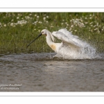 Spatule blanche (Platalea leucorodia - Eurasian Spoonbill) - Toilette et bain.