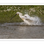 Spatule blanche (Platalea leucorodia - Eurasian Spoonbill) - Toilette et bain.