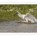 Spatule blanche (Platalea leucorodia - Eurasian Spoonbill) - Toilette et bain.