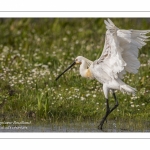 Spatule blanche (Platalea leucorodia - Eurasian Spoonbill) - Toilette et bain.