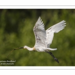 Spatule blanche (Platalea leucorodia - Eurasian Spoonbill)