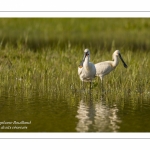 Spatule blanche (Platalea leucorodia - Eurasian Spoonbill)