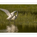 Spatule blanche (Platalea leucorodia - Eurasian Spoonbill)