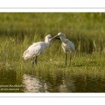 Spatule blanche (Platalea leucorodia - Eurasian Spoonbill) - Grooming