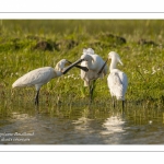 Spatule blanche (Platalea leucorodia - Eurasian Spoonbill) - Grooming