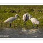 Spatule blanche (Platalea leucorodia - Eurasian Spoonbill) - Grooming