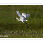 Spatule blanche (Platalea leucorodia - Eurasian Spoonbill)