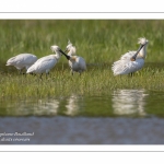 Spatule blanche (Platalea leucorodia - Eurasian Spoonbill) - Grooming