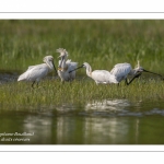 Spatule blanche (Platalea leucorodia - Eurasian Spoonbill) - Grooming