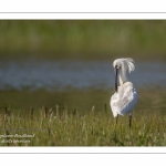 Spatule blanche (Platalea leucorodia - Eurasian Spoonbill) - Toilette et bain.