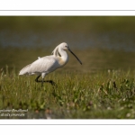 Spatule blanche (Platalea leucorodia - Eurasian Spoonbill)