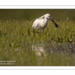 Spatule blanche (Platalea leucorodia - Eurasian Spoonbill)