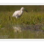 Spatule blanche (Platalea leucorodia - Eurasian Spoonbill)