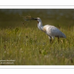 Spatule blanche (Platalea leucorodia - Eurasian Spoonbill)