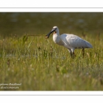 Spatule blanche (Platalea leucorodia - Eurasian Spoonbill)