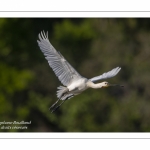 Spatule blanche (Platalea leucorodia - Eurasian Spoonbill) en vol