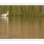 Spatule blanche (Platalea leucorodia - Eurasian Spoonbill)