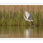 Spatule blanche (Platalea leucorodia - Eurasian Spoonbill)