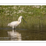 Spatule blanche (Platalea leucorodia - Eurasian Spoonbill)