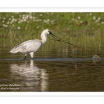 Spatule blanche (Platalea leucorodia - Eurasian Spoonbill)