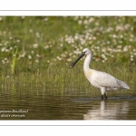 Spatule blanche (Platalea leucorodia - Eurasian Spoonbill)