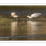 Spatule blanche (Platalea leucorodia - Eurasian Spoonbill)